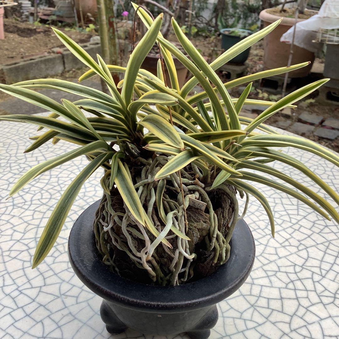 富貴蘭　風蘭　駿河覆輪