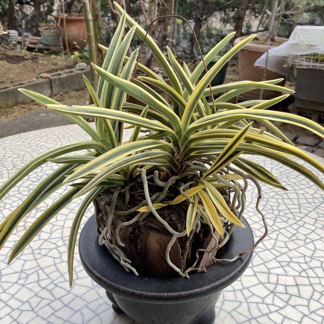 富貴蘭　風蘭　駿河覆輪