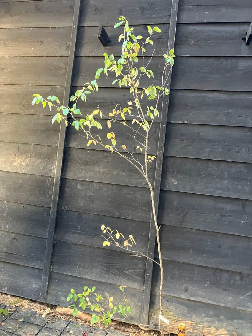 500 山採り　ヤマコウバシ