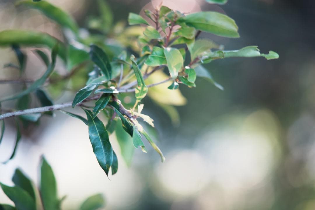 【整備＆テスト済】SMC PENTAX 135mm F2.5 381