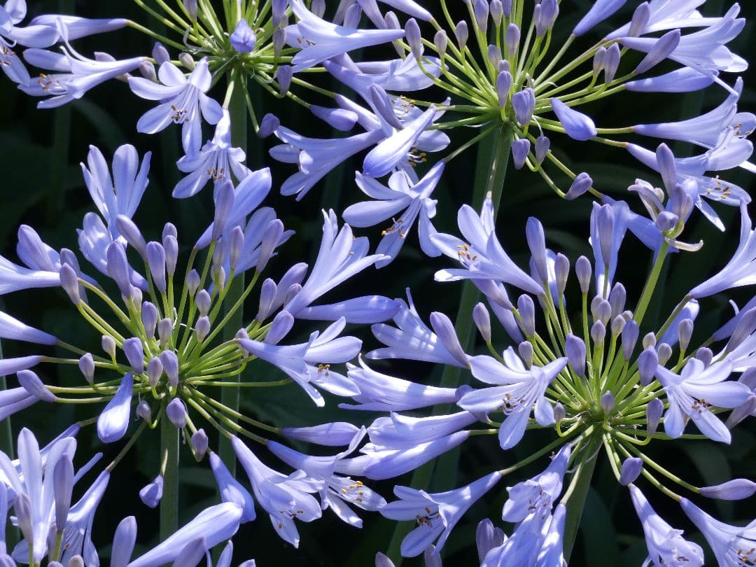 Panasonic LUMIX DC-FZ85D デジタルカメラ