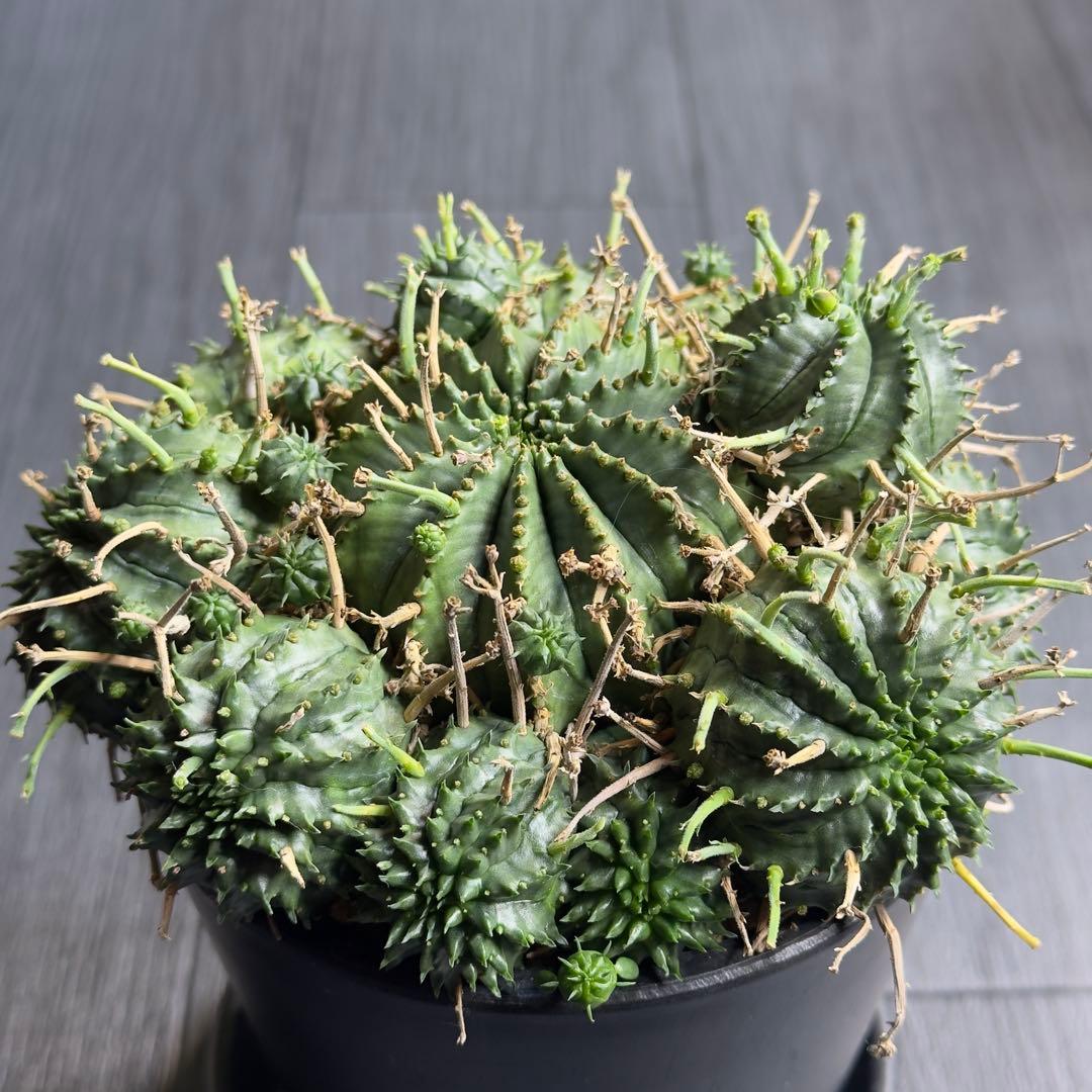 【選抜株】ユーフォルビア　バリダ　子吹きバリダ　雌株