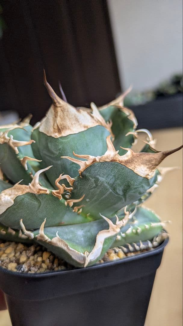 【親株】アガベ　チタノタ　中国　大白鯊　検)オテロイ　オアハカ　実生　ノーネーム