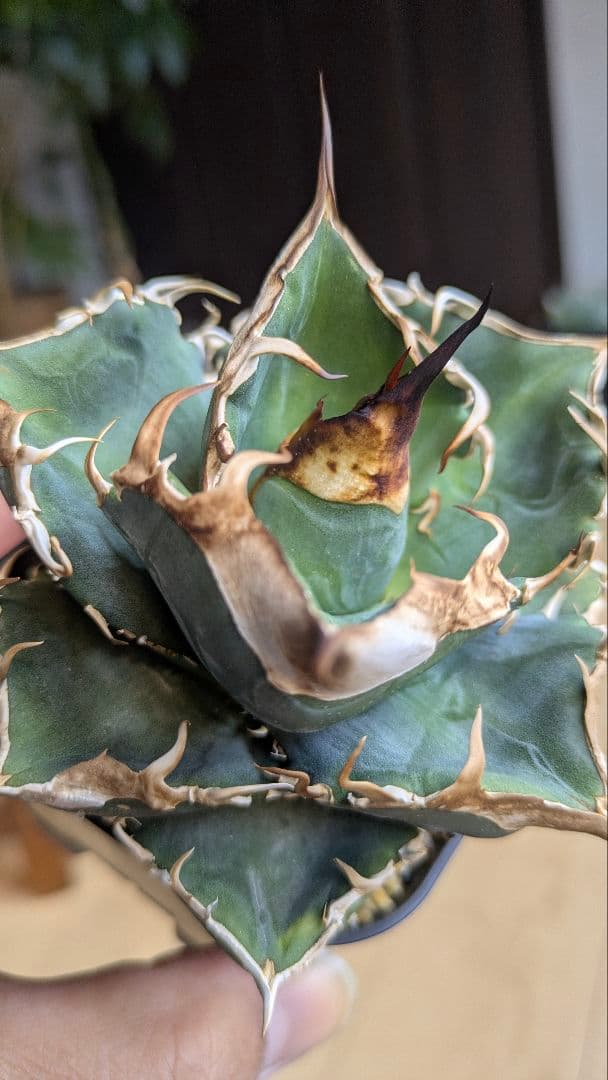 【親株】アガベ　チタノタ　中国　大白鯊　検)オテロイ　オアハカ　実生　ノーネーム