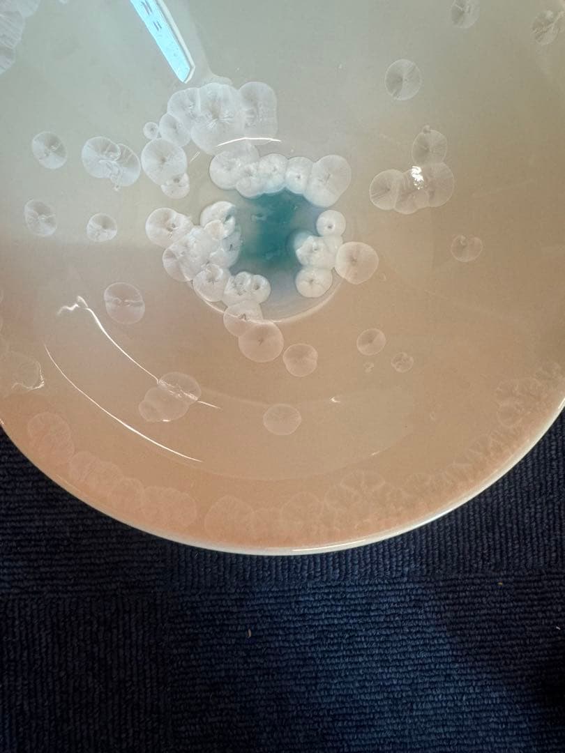 2025 平安橘吉　月華　鉢　未使用