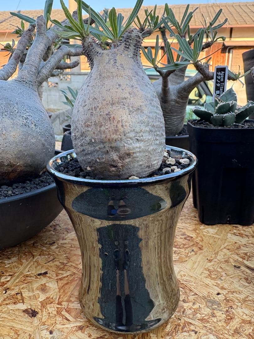 パキポディウム　グラキリス　GILA 鉢付き