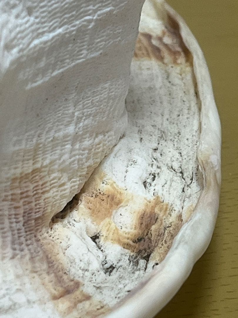 【特大、美品】トウカムリ貝　ホラ貝　貝殻の置き物