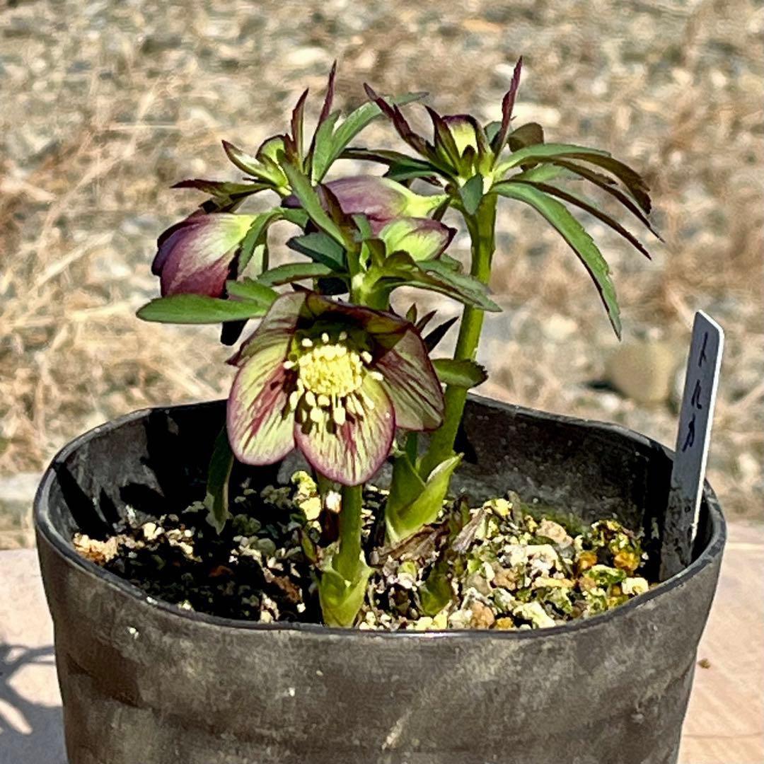 ボ*ト様 ❤️開花株❤️根充実❤️沢山新芽❤️3223⭐️極上⭐️原生地採取実生