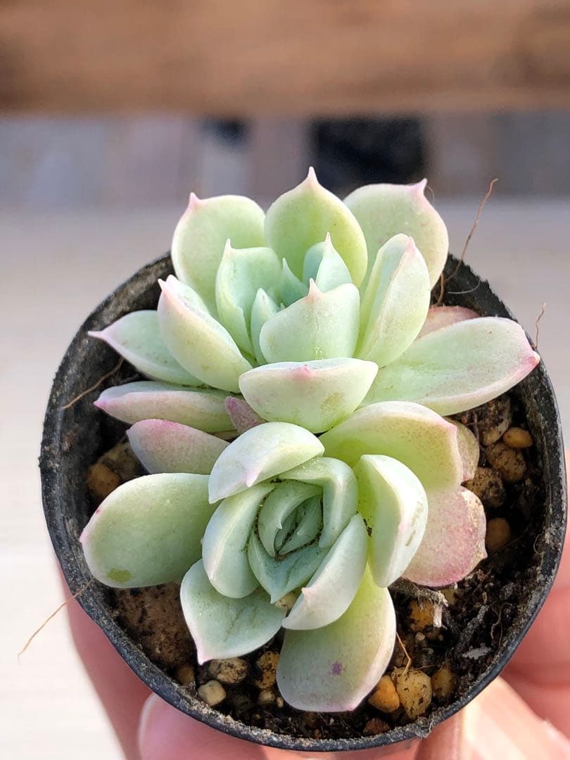 多肉植物 つむぎ×ひなの♡小苗(miyaさん苗)