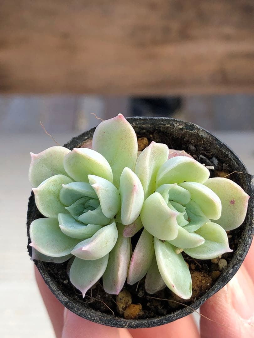 多肉植物 つむぎ×ひなの♡小苗(miyaさん苗)