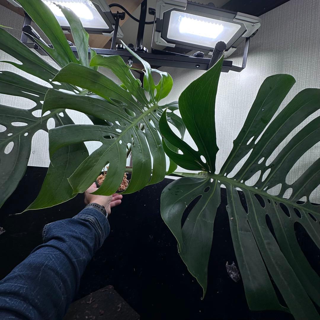 あ*ん様 モンステラデリシオーサマクロコズム超希少系統鉢植え64㎝