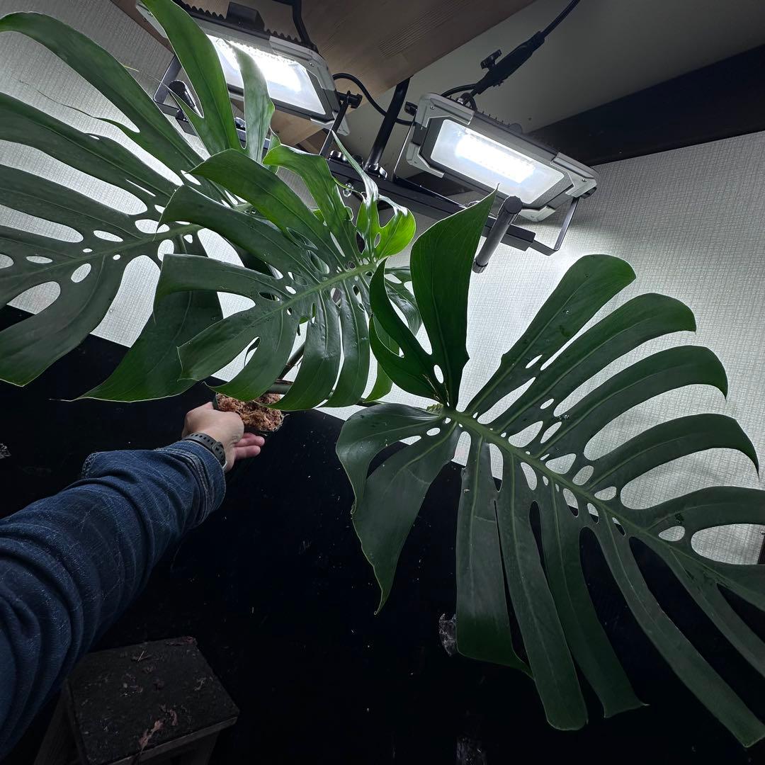 あ*ん様 モンステラデリシオーサマクロコズム超希少系統鉢植え64㎝