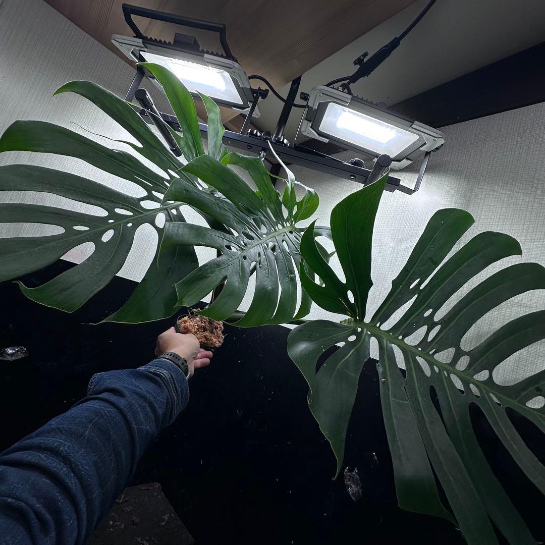 あ*ん様 モンステラデリシオーサマクロコズム超希少系統鉢植え64㎝