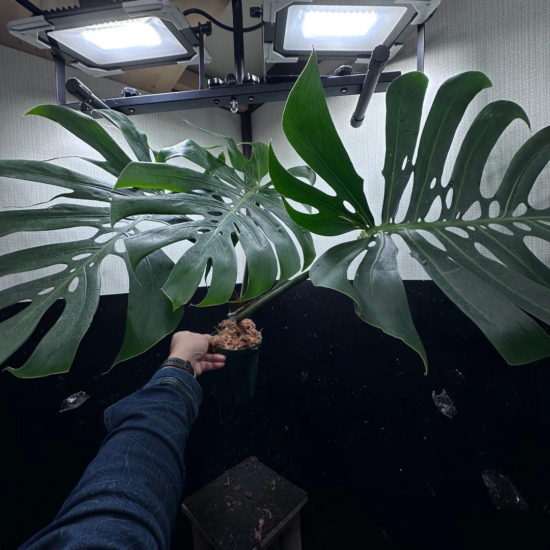 あ*ん様 モンステラデリシオーサマクロコズム超希少系統鉢植え64㎝