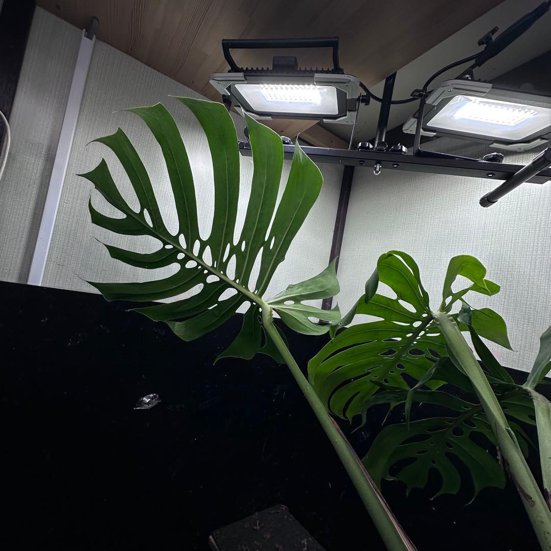 あ*ん様 モンステラデリシオーサマクロコズム超希少系統鉢植え64㎝