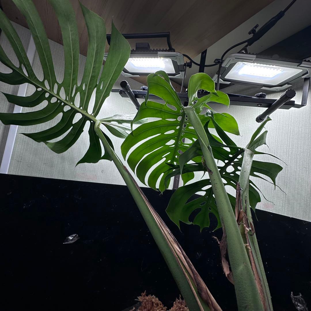 あ*ん様 モンステラデリシオーサマクロコズム超希少系統鉢植え64㎝