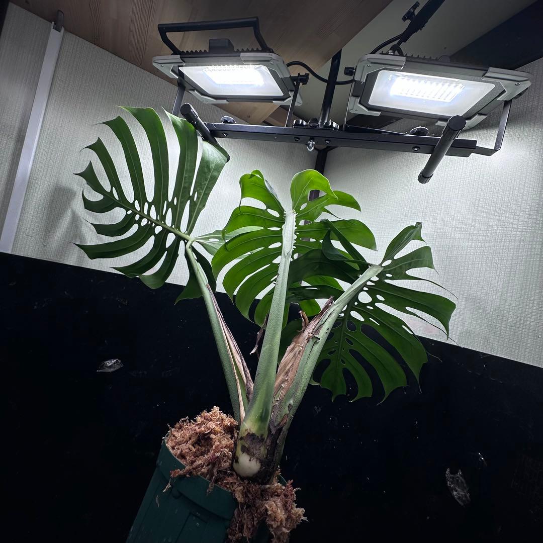 あ*ん様 モンステラデリシオーサマクロコズム超希少系統鉢植え64㎝