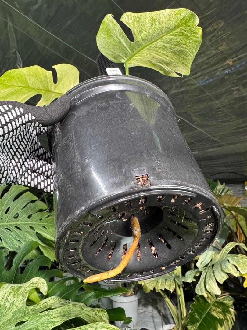 モンステラ　ボルギシアナ　絶美斑入りフルミント株