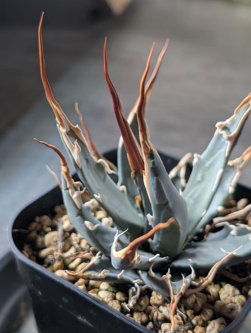 アガベ　エボリスピナ　実生　b3　鉢ごと