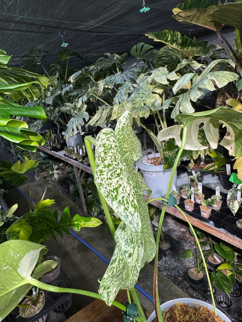 ラ*ん様 モンステラ　タイコンステレーション　スターライト転倒により葉折れあり｜