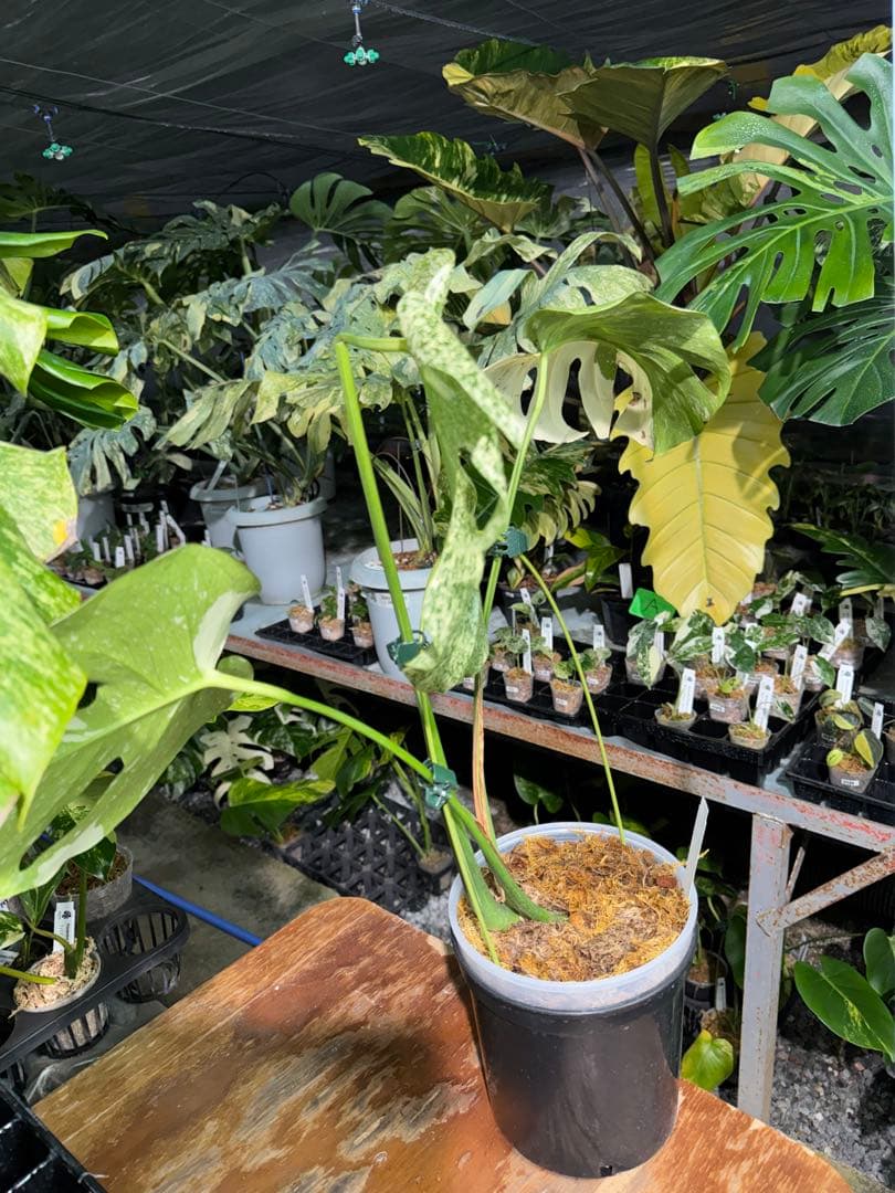 ラ*ん様 モンステラ　タイコンステレーション　スターライト転倒により葉折れあり｜