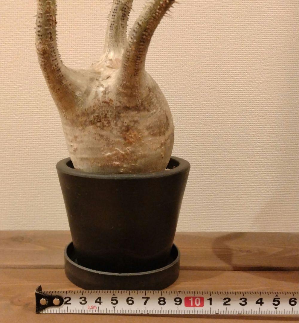 現地球 発根済み グラキリス 丸々美株 カクタスグリーン購入株 3本細角