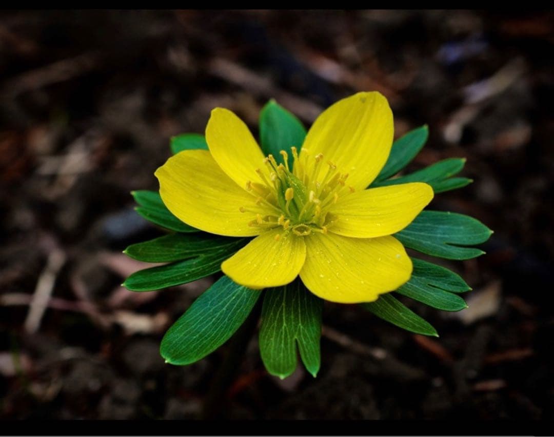 春の花撮影に最適！Nikon AF-S DX micro 40mm f/2.8G