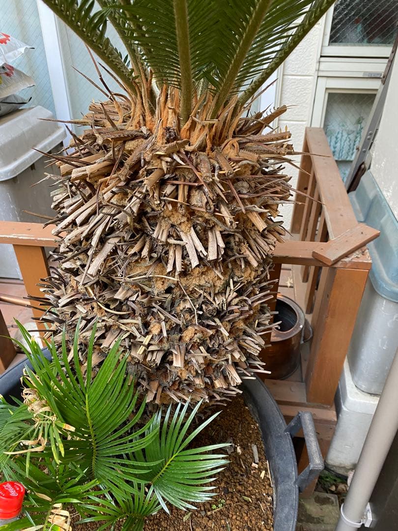 ソテツ　引き取り限定