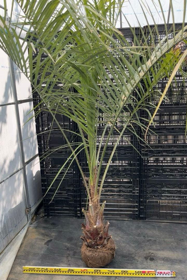 ココスヤシ シルバーリーフ　幹太　ドライガーデン