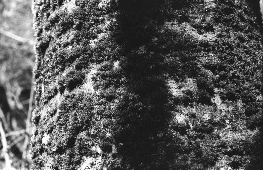 シャッター優先とプラグラムモードが選べてサクサク撮れる「Canon T70」