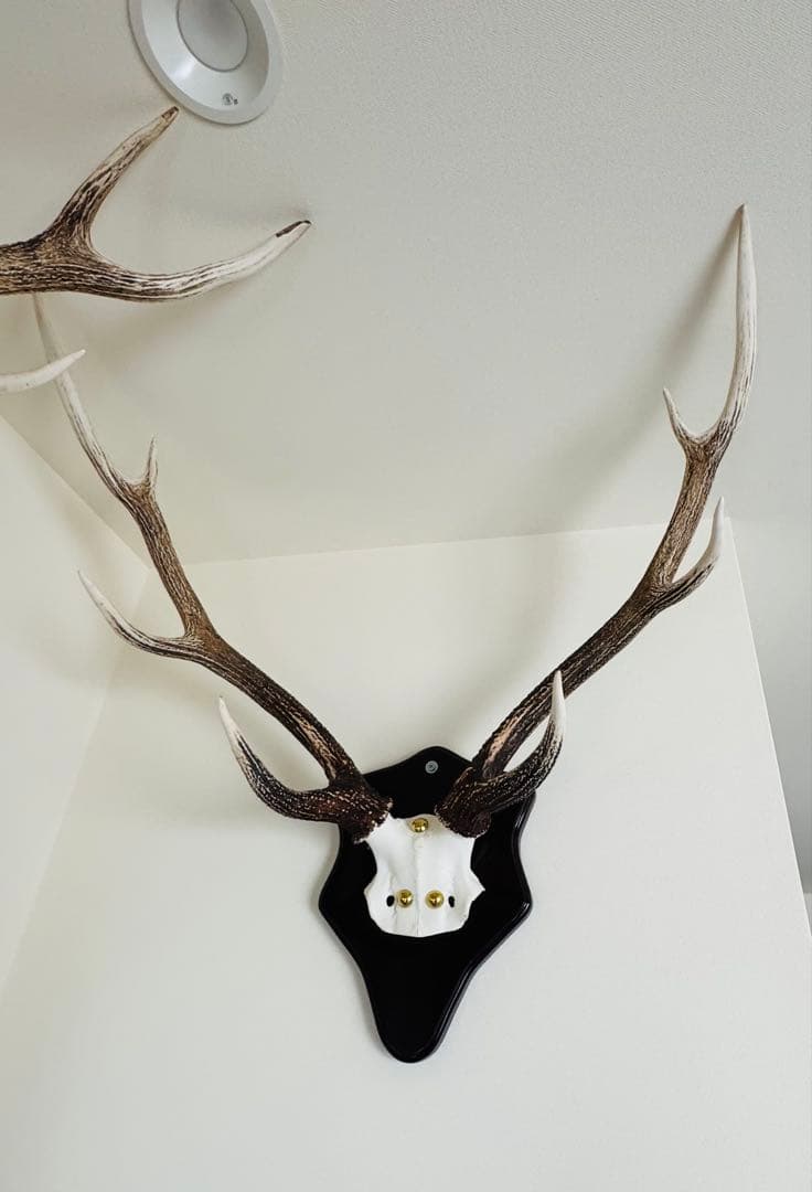 鹿の角立派な北海道蝦夷鹿の角の標本