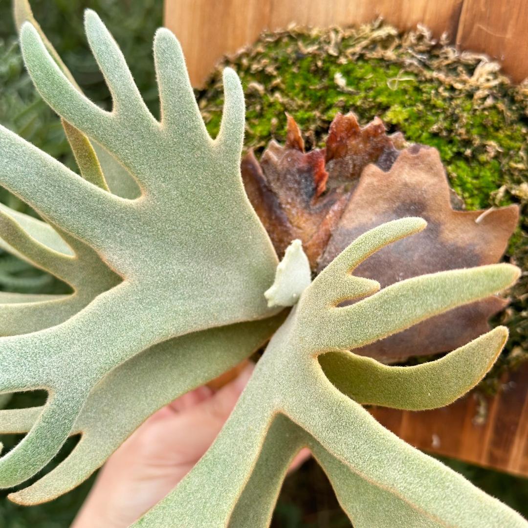 P.willinckii ’Jade Girl’ spore 003