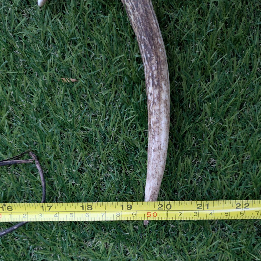 鹿の頭骨 角付き 大きめ　ニホンジカ