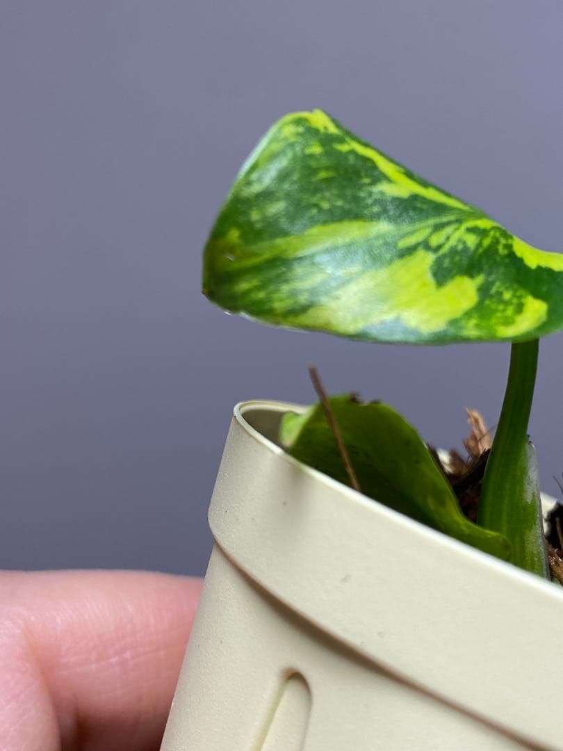 t*r様 【超希少‼️】モンステラ　エレクトロライト　斑入り　レア　人気　メルカ